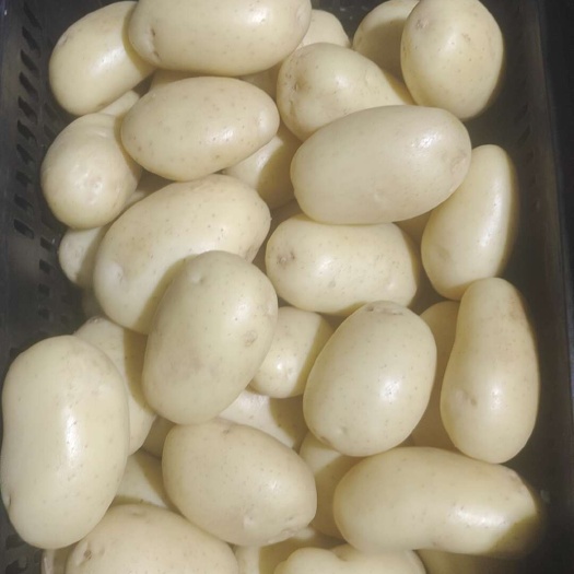 漳州马铃薯希森6号，沃土