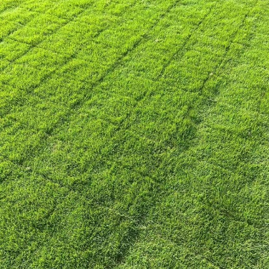  草坪