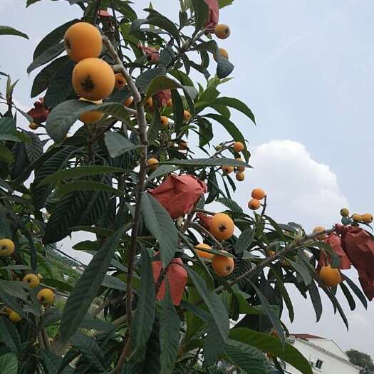江油市枇杷