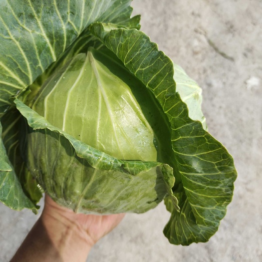 精品甘蓝  大量供应  一手货源  质量保证 代发全国