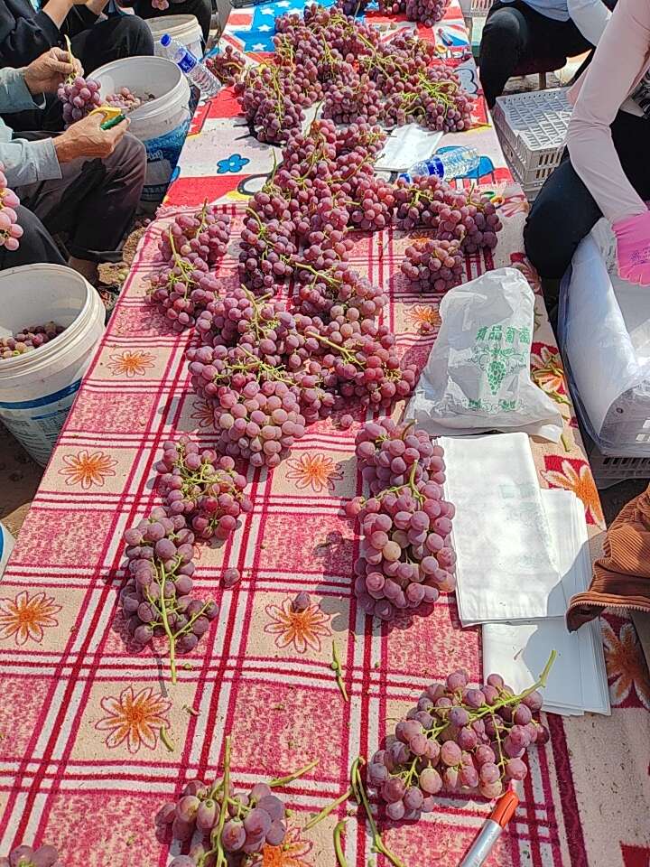 原产地红提葡萄大批量上市欢迎看货下单