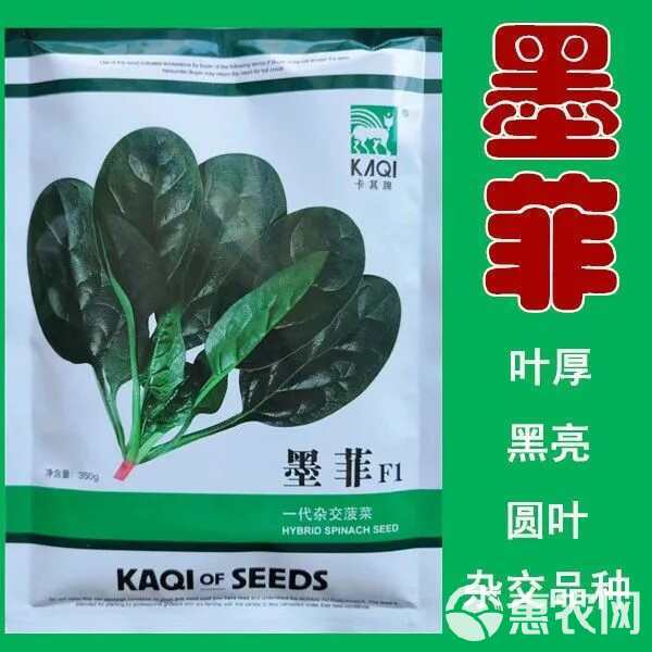 卡其墨菲大叶菠菜种子抗病耐热耐寒越冬盆栽四季播农家蔬菜种籽