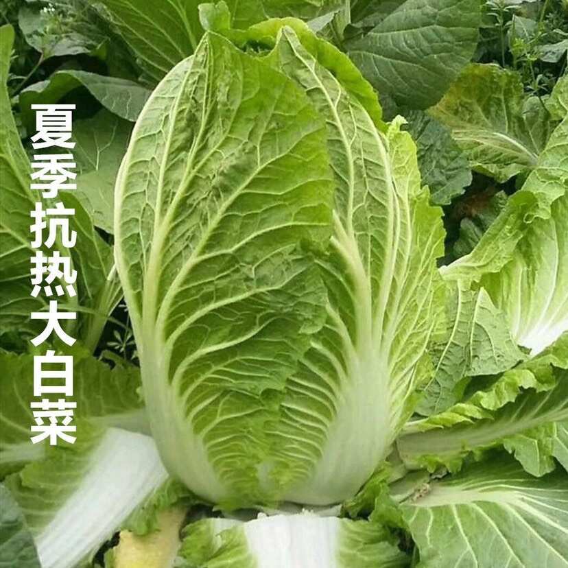 夏阳50天白菜种子夏秋白菜种子大白菜种子