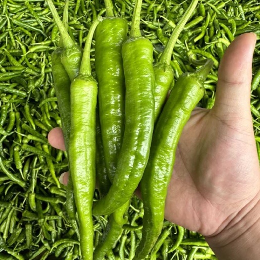 湘研55号青椒！大量上市，支持超市，平台，市场