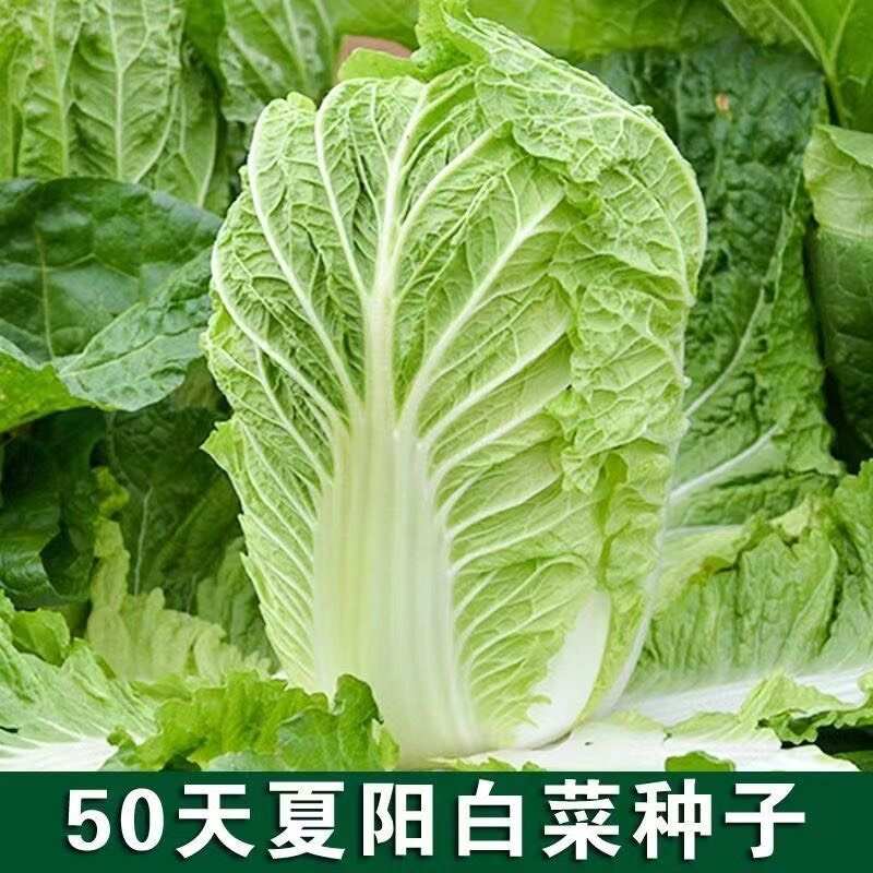 夏阳50天白菜种子夏秋白菜种子大白菜种子