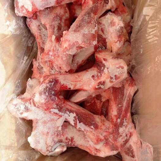 母猪前后腿骨