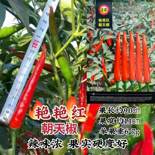 沭阳县蔬菜瓜果四季辣椒种子大全朝天椒种籽中果艳艳红尖椒籽种大田高产
