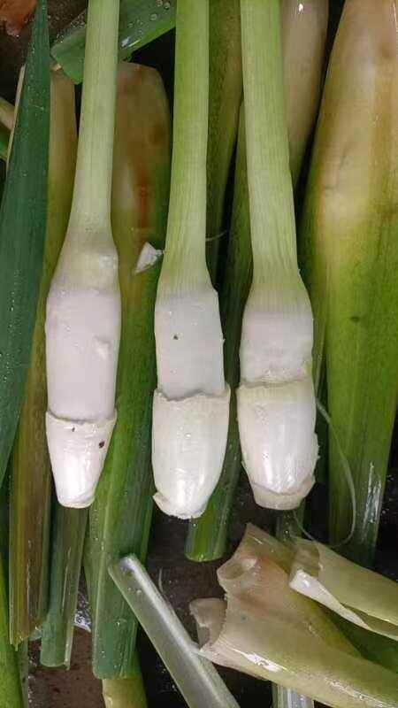 茭白