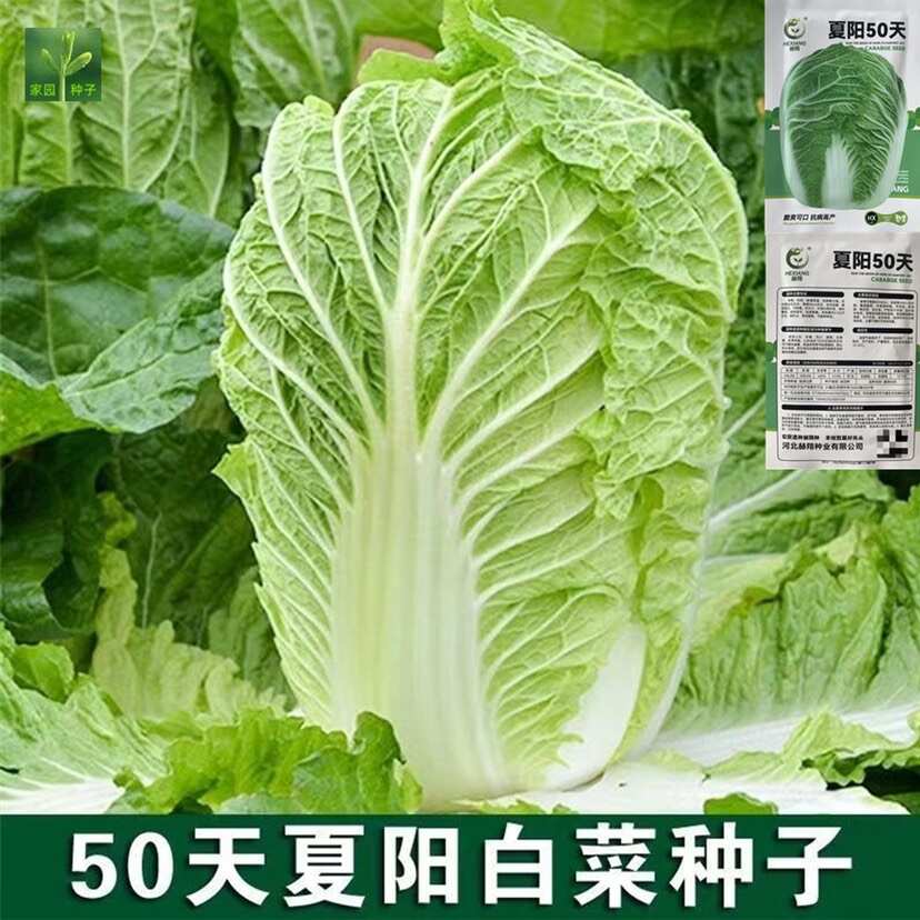 夏阳50天白菜种子夏秋白菜种子大白菜种子