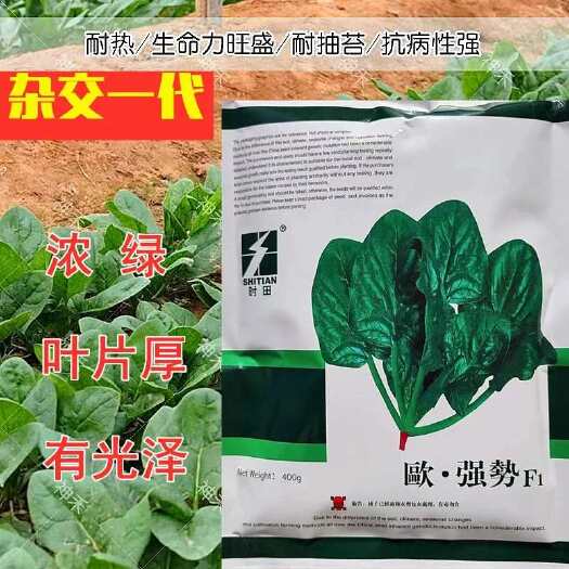 卡其胜达F1大叶菠菜种子抗病耐热耐寒越冬盆栽四季播农家蔬菜种