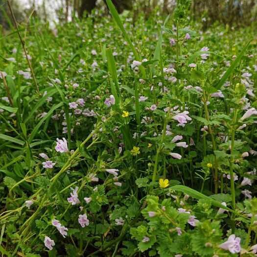 桃江县透骨消中草药连钱草 遍地香 过墙风 铜钱草 透骨消