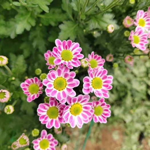 东海县小雏菊量大可谈