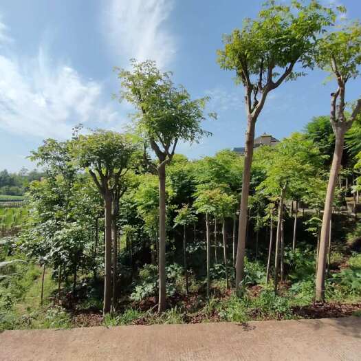 宜宾黄山栾树
