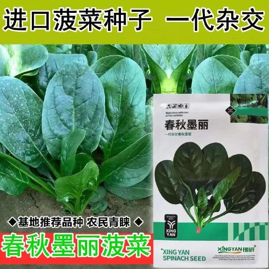 沭阳县春秋墨丽大叶菠菜种子抗病耐热耐寒越冬盆栽四季播种农家蔬菜种籽