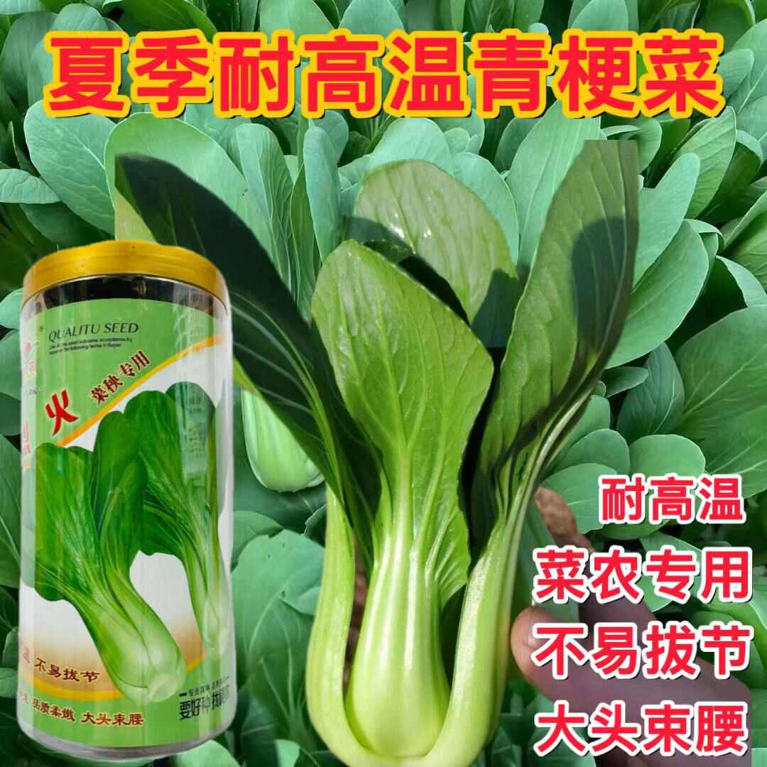 烈火耐热耐寒青梗菜种子青菜种子