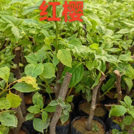 漳州三角梅