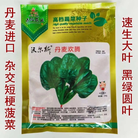 沭阳县丹麦欢腾大叶菠菜种子抗病耐热耐寒越冬盆栽四季播农家蔬菜种籽
