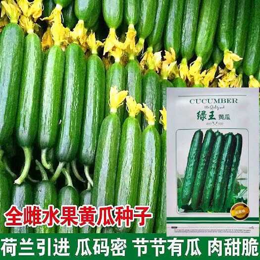 沭阳县拇指水果黄瓜种子生吃旱黄瓜春秋季小菜园阳台四季蔬菜种植