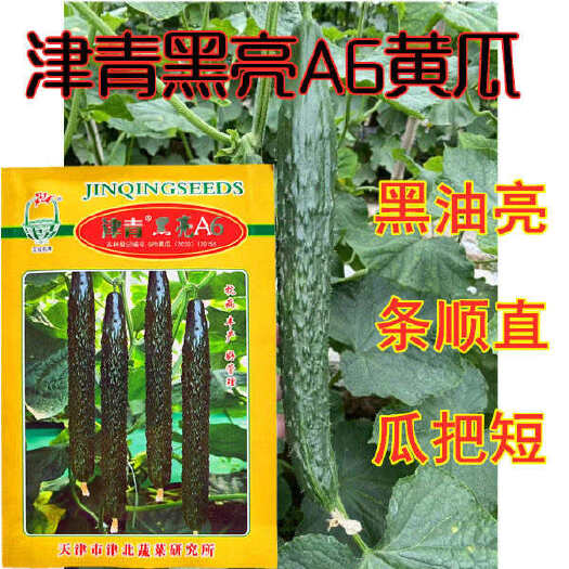 沭阳县津青黑亮A6黄瓜种子亮绿耐热绿瓢密刺水果黄瓜青瓜四季蔬菜种籽