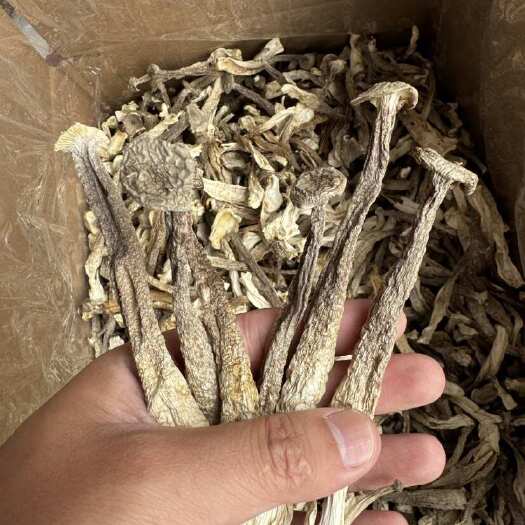 成都精品鹿茸菇整条无碎鹿茸菇