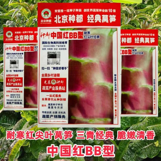 种都中国红BB型莴笋种子福建红BB型耐寒高桩红尖叶香莴笋种子