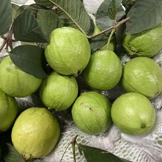 南宁奶油软心现摘现发一件代发芭乐番石榴