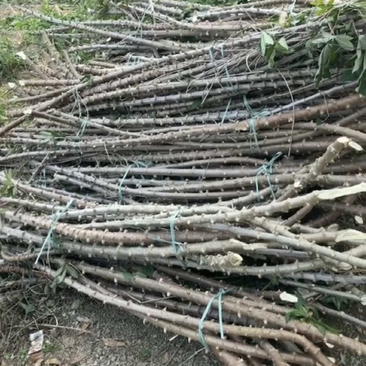 灵山县白肉水晶木薯种苗