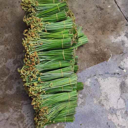 赫章县蕨菜新鲜蕨菜绿色拳头菜腌制品