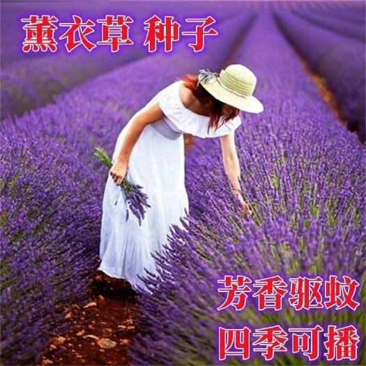 无锡多年生薰衣草种子耐寒耐热庭院种植盆栽花园景区生态农庄网红草打