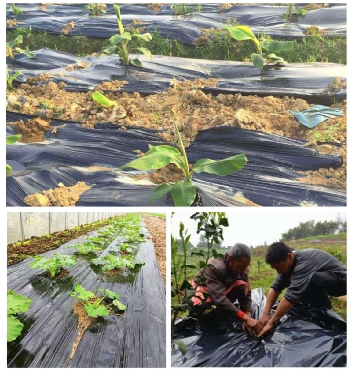 喜冠牌黑地膜5公斤/卷可定制10公斤卷防草保湿4个月使用寿命