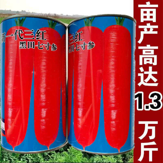 沭阳县三红七寸胡萝卜种子 三红七寸参红皮胡萝卜外形美观产量高