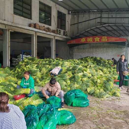 邳州市红帽蒜苔