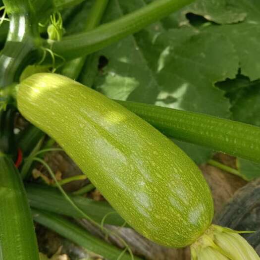 兰州西葫芦
