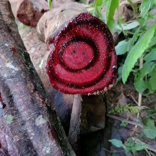 昆明深山鸡血藤，鲜藤各种根子藤，砍砍藤现货