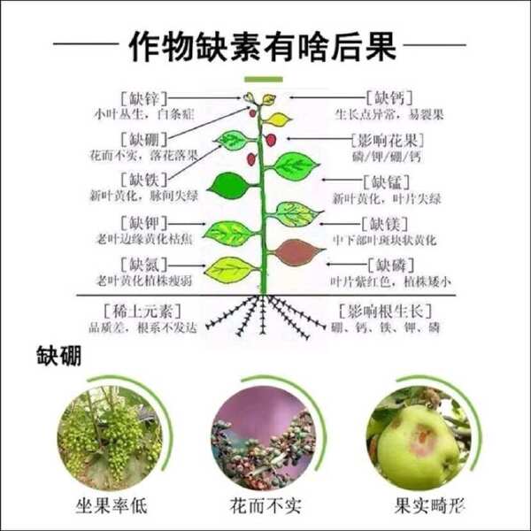 硼肥授粉受精提高座果率保花保果预防皴皮缩皮小果软果畸形果农用