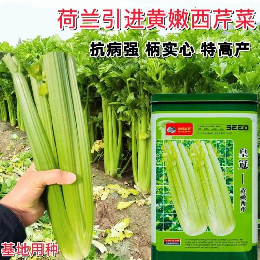 黄冠黄嫩西芹种子抗热耐寒西芹菜种子速生四季西芹王芹菜种子