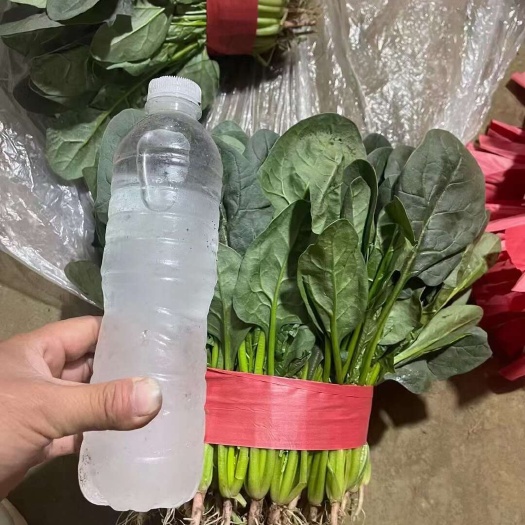 邯郸菠菜