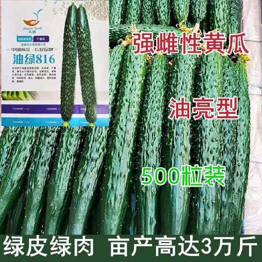 沭阳县油绿816黄瓜种子强䧳油亮耐热绿皮绿肉密刺水果黄瓜青瓜四季播