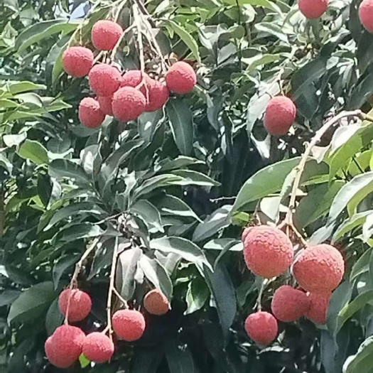 高州市广东高州白糖罂