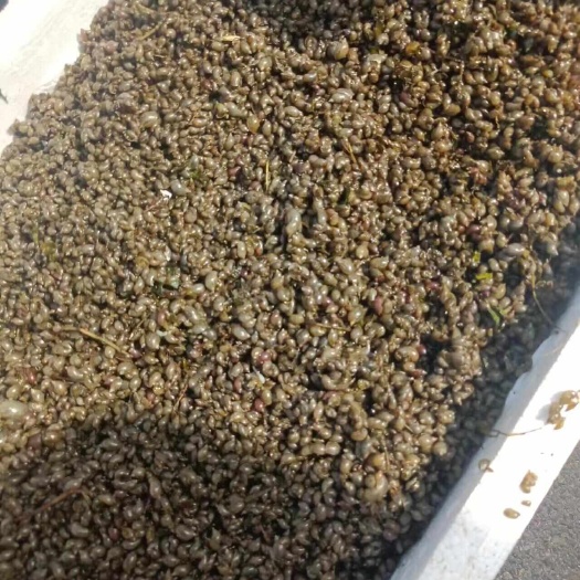 郸城县飘螺  脆螺大量供应全国鲜活发货