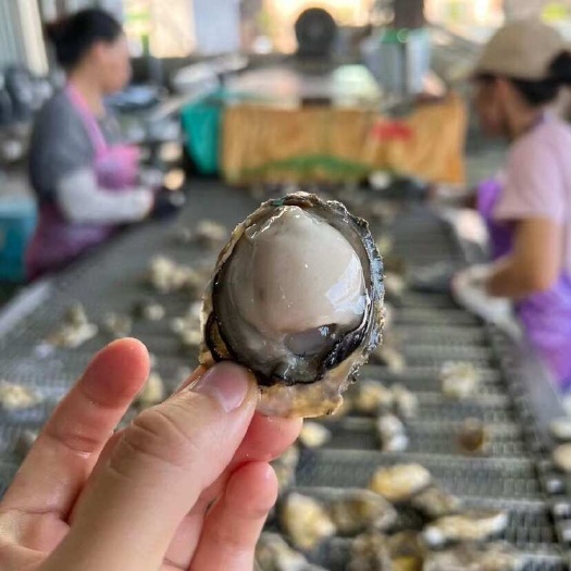 饶平县珍珠生蚝肉汫洲生蚝牡蛎肉纯肉当天现剥无泡水量大可议价