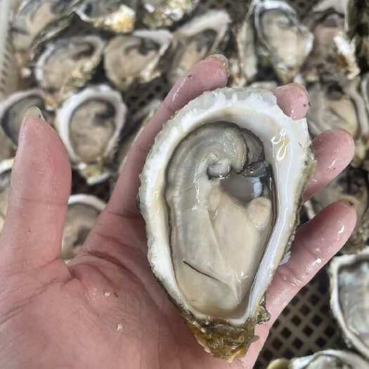 饶平县潮汕珍珠蚝牡蛎粉蚝烧烤蚝半壳地摊蚝夜市免费清洗全国可发