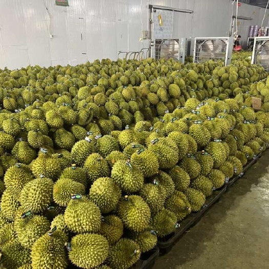 昆明榴莲（金枕，干尧大宗货品）