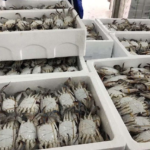 濮阳梭子蟹