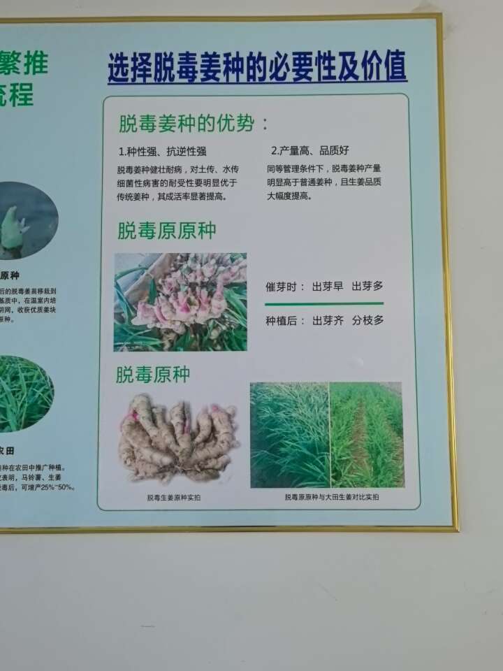 脱毒姜原原种