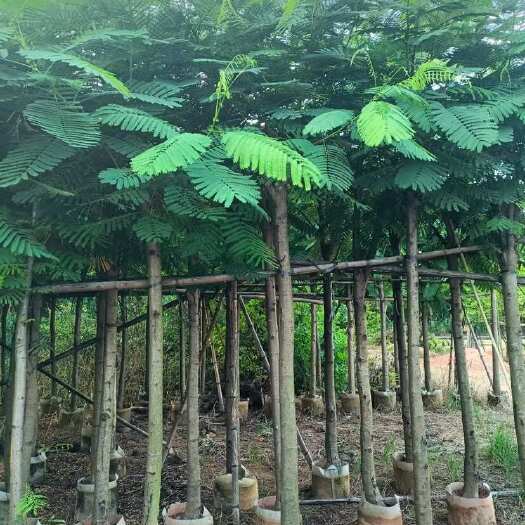 揭阳凤凰木3-30各种规格低价出售