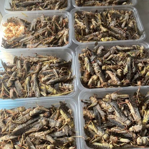 菏泽蝗虫