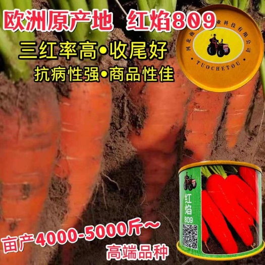欧洲原产三系杂交拖车头红焰809胡萝卜种子红金龙6号胡萝卜籽