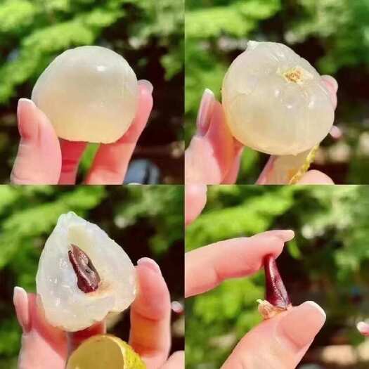 海口海南妃子笑