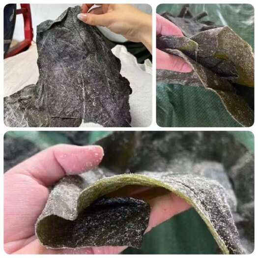 海帶頭 展會地攤電商鹽漬海帶頭 海帶皮 海帶干 精品海帶干